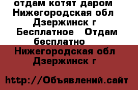 отдам котят даром - Нижегородская обл., Дзержинск г. Бесплатное » Отдам бесплатно   . Нижегородская обл.,Дзержинск г.